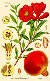 Pomegranate Agave Sorbet